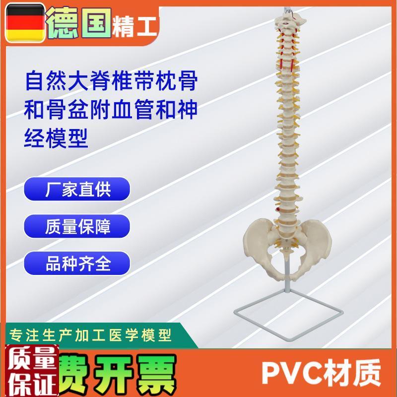 自然大脊椎带枕骨和n骨盆附血管和神经模型人体骨骼模型教学模