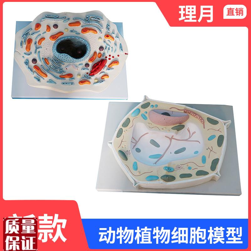 动物细胞亚显微结构模型生物学校教学L教具学生学习演示植物细