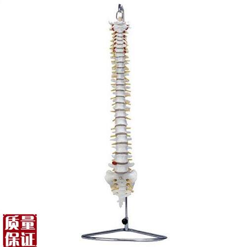 脊椎骨模型自然大脊椎带尾骨模型脊椎模型人P体脊椎脊柱模型腰椎