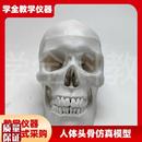 人体头骨仿真g模型骷髅可拆卸头颅医学教学用具颅骨美术医用摆