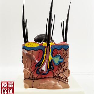 病态狗皮肤解剖i模型犬科宠物教具狗跳蚤教学兽医教仪厂家直