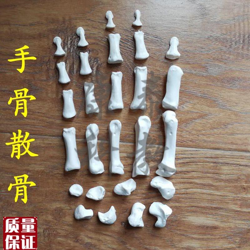 手骨模型拆卸散i的游离仿真骨头腕骨手指骨脚骨跟骨距骨脚趾踝关