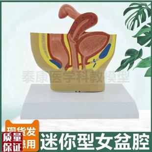 女盆腔模型泌尿生殖器官消化道肛周外阴腹腔盆V底肌家政培训产