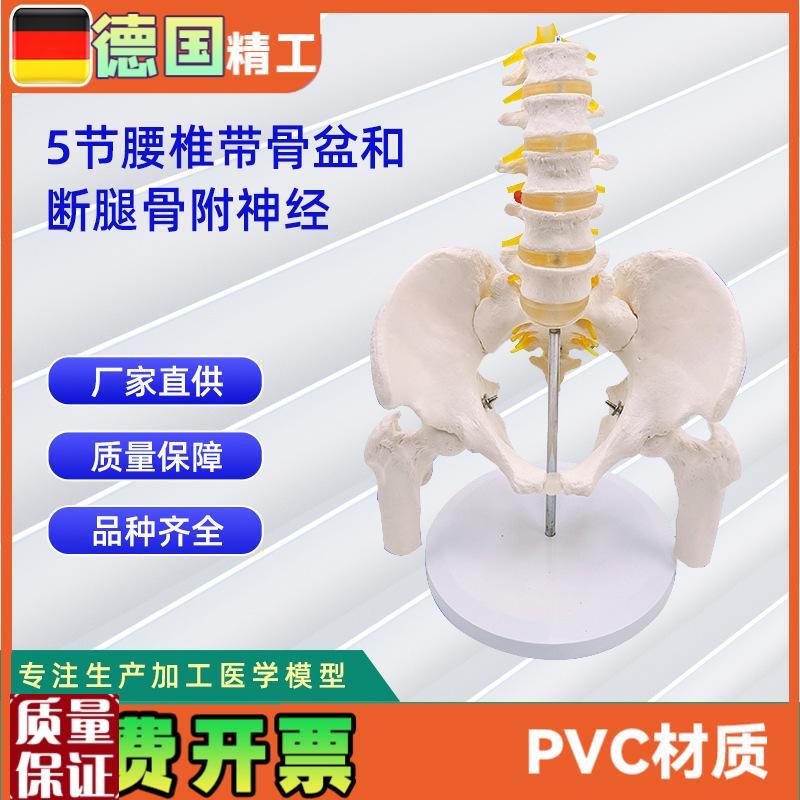 5节腰椎带骨盆和断m腿骨附神经人体骨骼模型24*20*30C