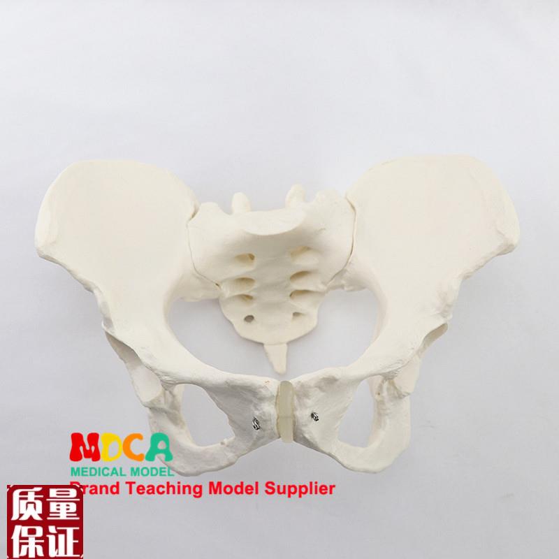 11女性骨盆模型髂骨r坐骨耻骨演示模型盆骨医学教学MGP00