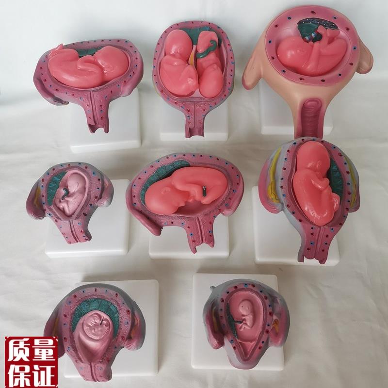 人体妊娠胚胎儿发育过程模型受A精卵子宫组织胚胎教学计生医用讲