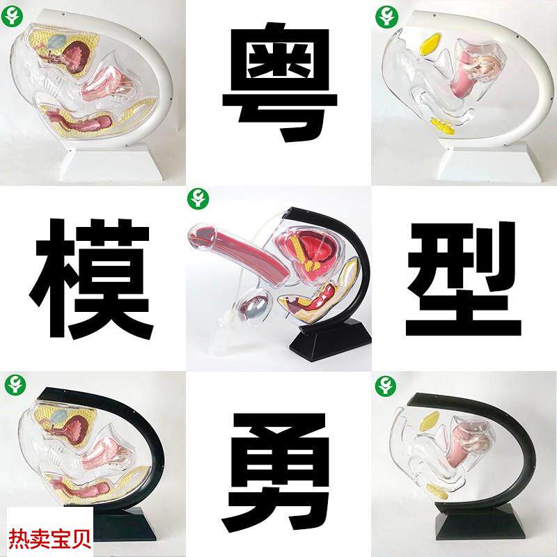 人体透明子宫模型可视女性生殖解剖模型计划生育展U示用品科普教