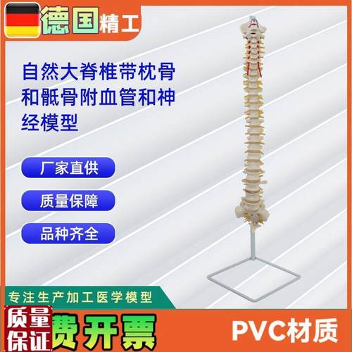 人体自然大脊椎模型合集人体骨骼模型Y教学演示用