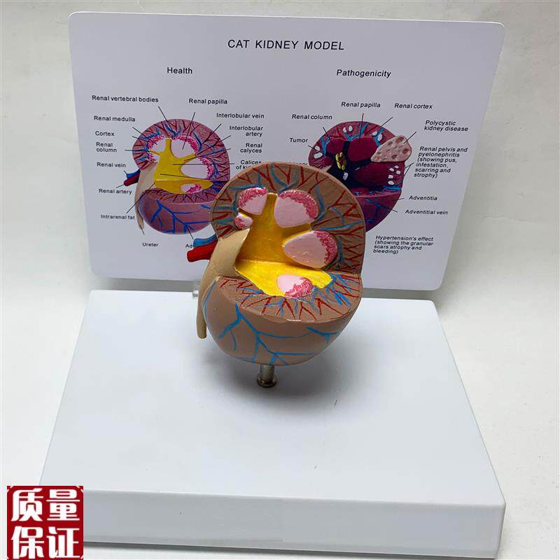 猫肾脏健康e不锈钢模型猫科宠物教学教具兽医医学教仪厂家直