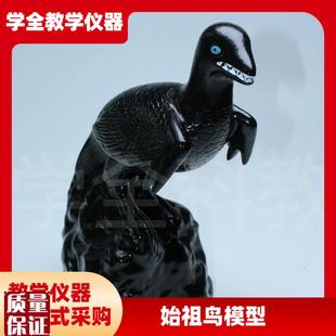 古生物学实验器材教具初中生物教J学仪器始祖鸟化石复原模