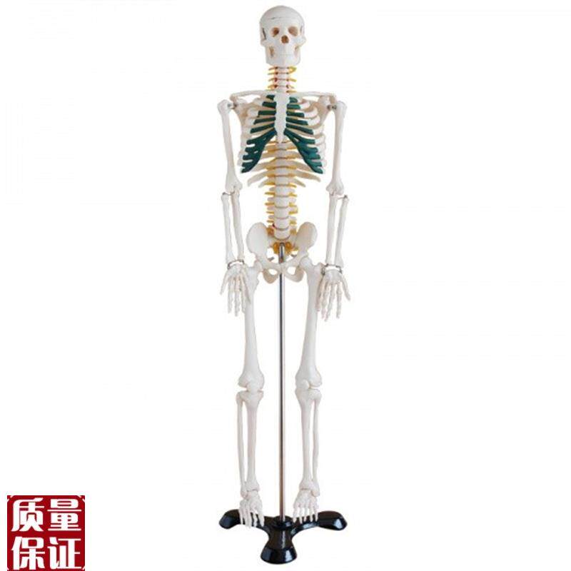 骨骼模型85CM人体全身骨骼模型带神经骨架O结构造展示教学模型骷