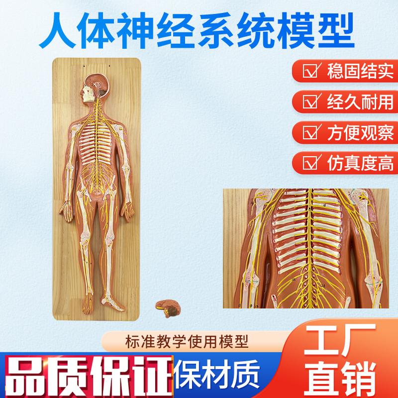 人体神经系统解i剖模型中枢神经脑脊髓系统解剖中枢神经脑和脊髓