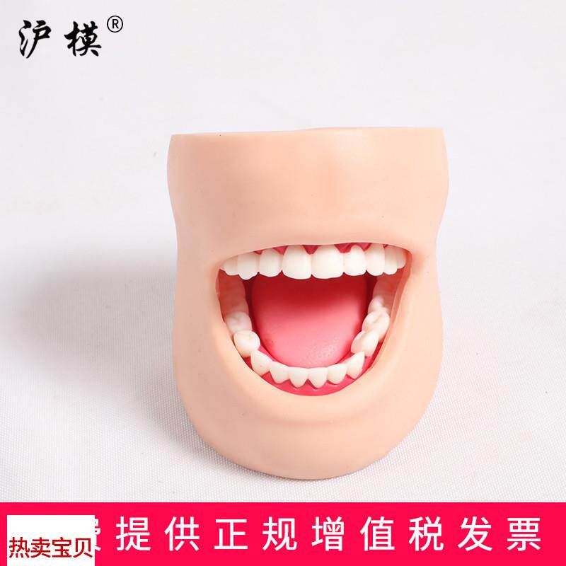 沪模HM/K4牙护理n带脸颊模型正常大小牙护理保健口腔护理清洁牙齿