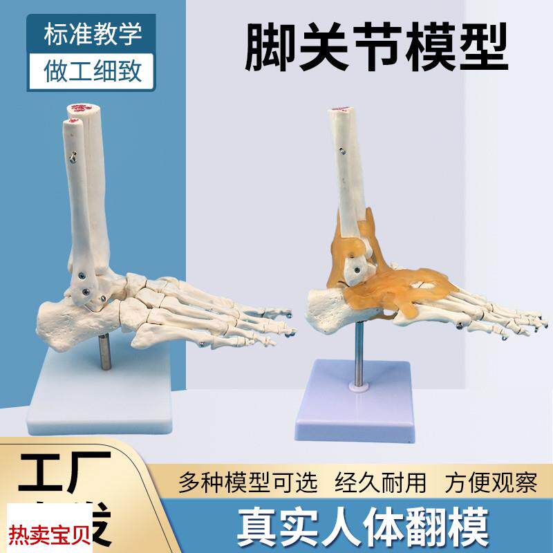 脚关节模型d脚骨模型脚部骨骼构造模型足部踝关节腓骨趾骨结构教