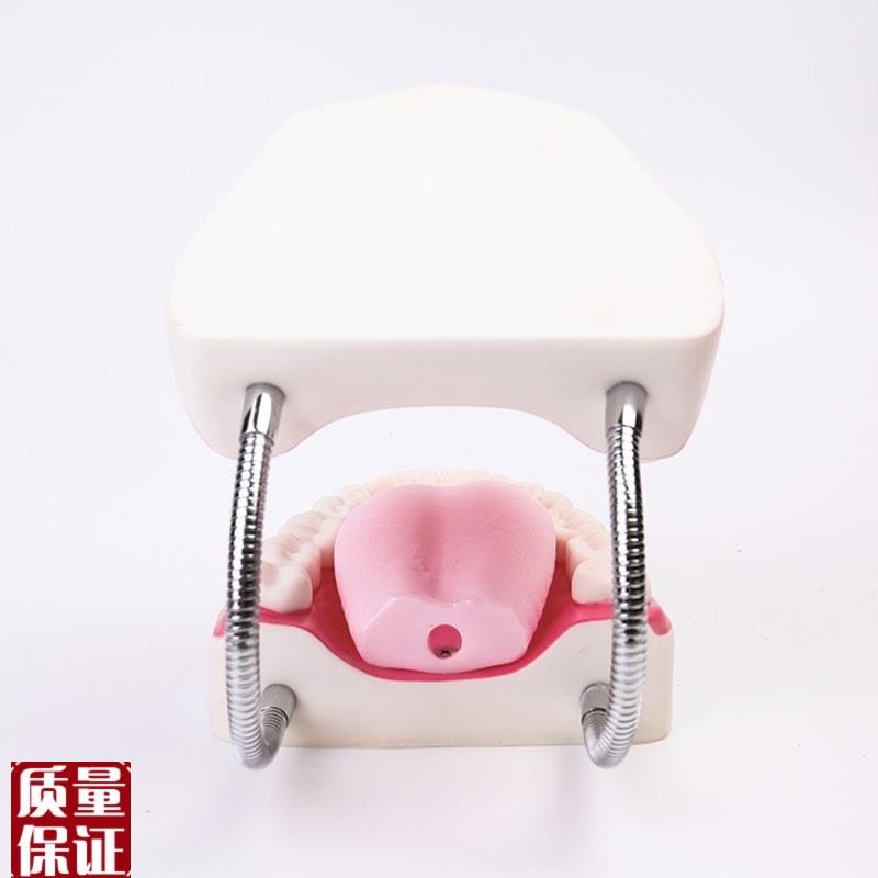 高级牙保健护理模型口腔护Q理模型放大5