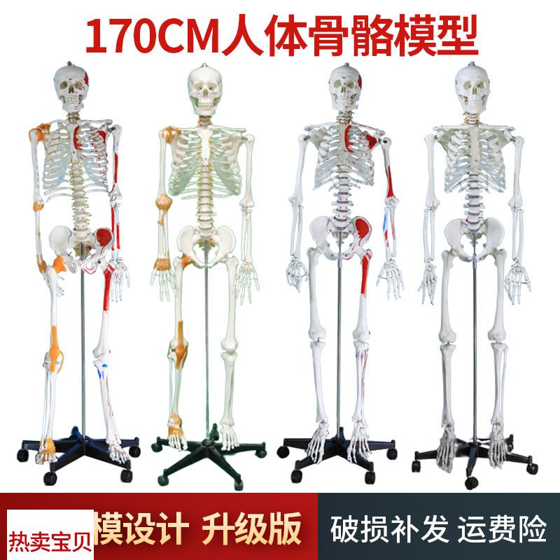 自然大人体骨骼模型170CM成人大白骷髅J标本教学脊椎全身骨架模型