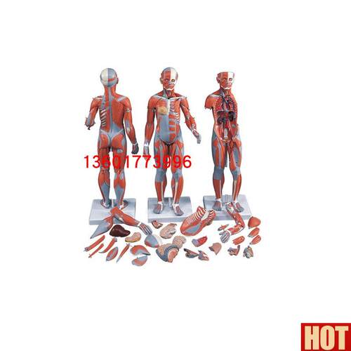 5cm两性人体全身肌肉附内脏解剖模E型 两性互换人体全身肌肉解剖
