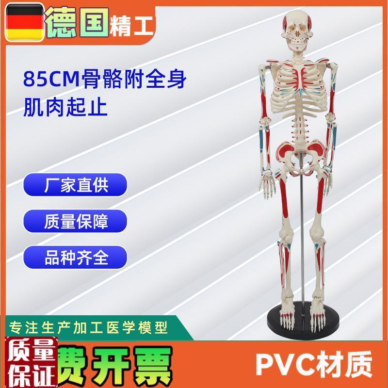 85CM附e全身肌肉起止骨骼模型人体骨骼模型教学模