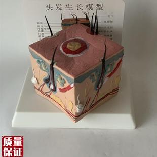 人体头发生长过程教学模型毛囊堵塞F毛孔粗大毛细血管毛发神经血