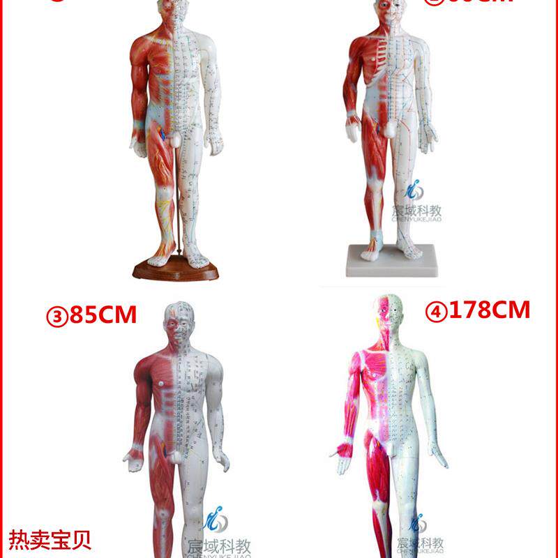 超清晰针灸穴位人体模型带肌肉解B剖硅胶经络刻字版中医训练用小
