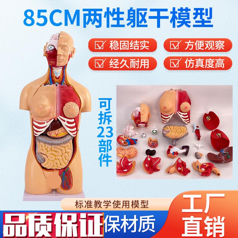 85CMa两性躯干可拆23件人体器官结构组织解剖内脏器官结构分布结