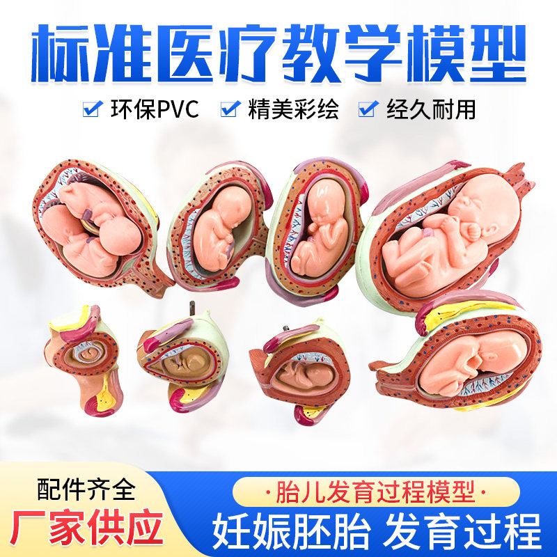 妊娠发育过程g模型 胚胎计划生育模型 胎儿发育过程模型 子宫解