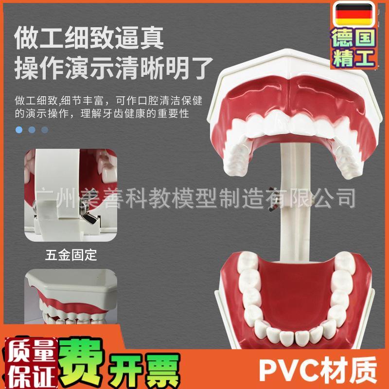 儿童早教刷牙模型两倍大t幼儿口腔教学模型牙齿模型幼儿园教刷