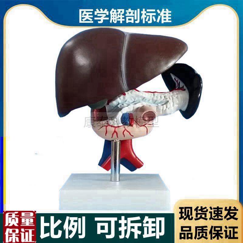 人体肝脏模型胰腺脾脏十二指w肠内脏器官可拆卸肝胆管血管分布病
