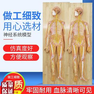 医学人体神d经系统解剖模型中枢神经脑脊髓躯干模型脊神经模