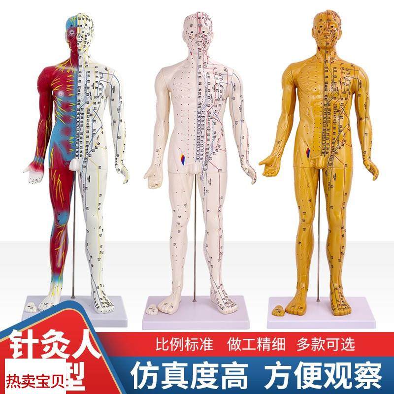 6085CM中医人体针q灸十二经络穴位模型标准全身小铜人教学模特图