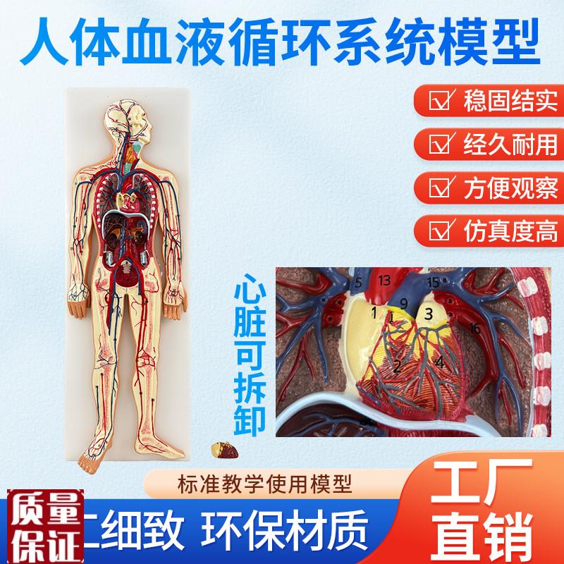 人体血液循环系统模型内脏心脏器官血管解N剖模型医院学校教学教