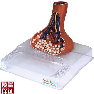 神经末梢突触放大模型A18Q002/解剖模