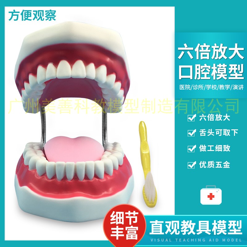 牙护理保健模型放大6倍 大号牙齿清洁教学M模具 口腔护理牙模型