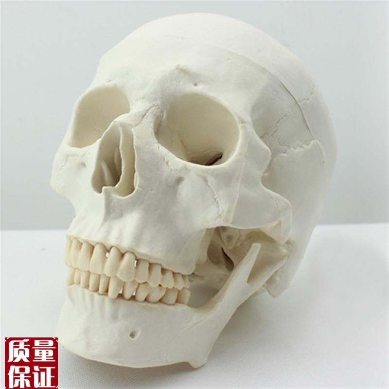 ENOVaO颐诺医学艺用美术人体头骨模型亚洲头颅骨解剖模型标本sku