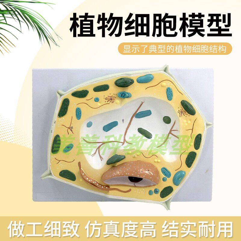 生物模型植物细胞模型科普益智模型细F胞结构模型生物教学解剖模