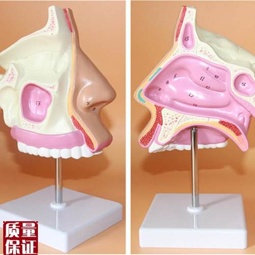 鼻腔解剖模
