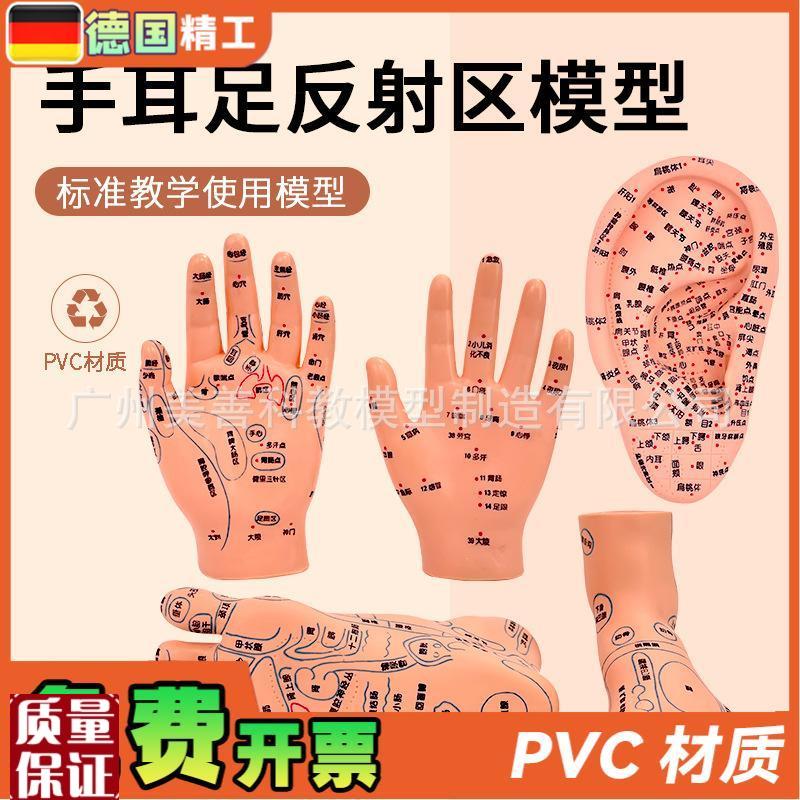 手部穴位针灸模型足底按摩脚部按摩O艾灸穴位足部耳穴模