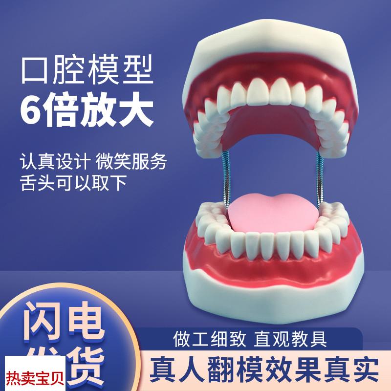 牙护理保健模型放大6r倍大号牙齿清洁教学模具口腔护理牙模型