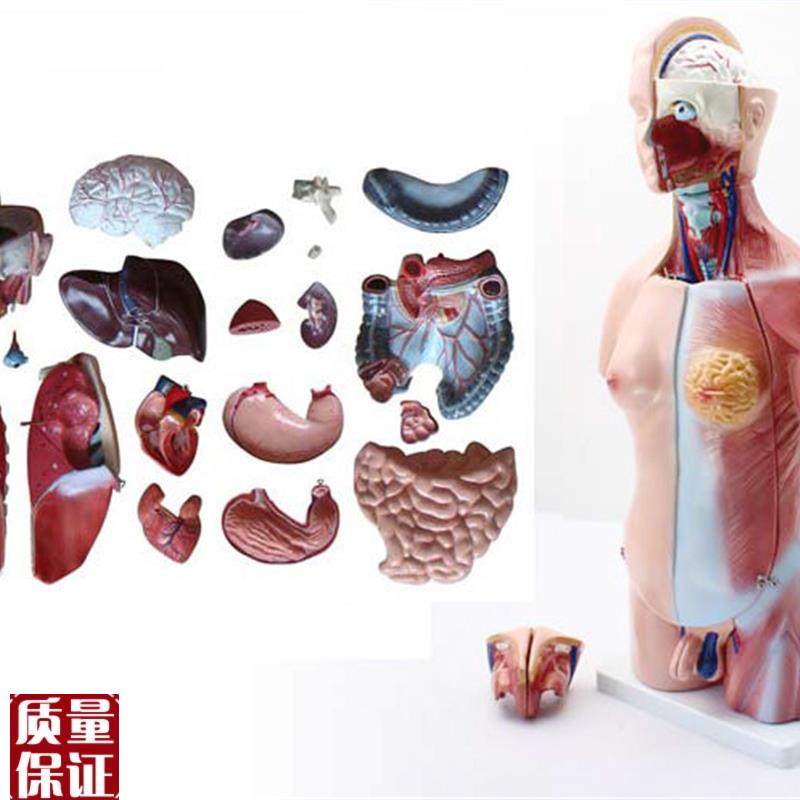 ENOVO颐诺45CM两性躯干模型B人体内脏器官解剖结构模型人体解剖,文具电教/文化用品/商务用品,教学标本/模型,淘宝优惠券,粉丝福利购,淘宝优惠卷