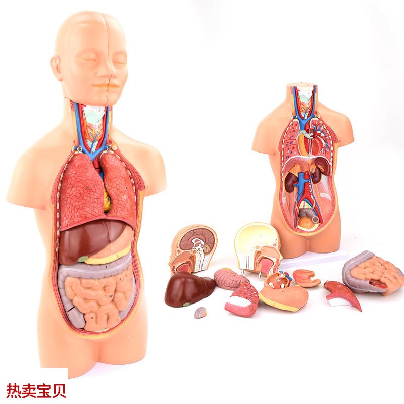 ENOVO颐诺中型人o体器官解剖模型内脏器标本医学解剖学系统心肝胃