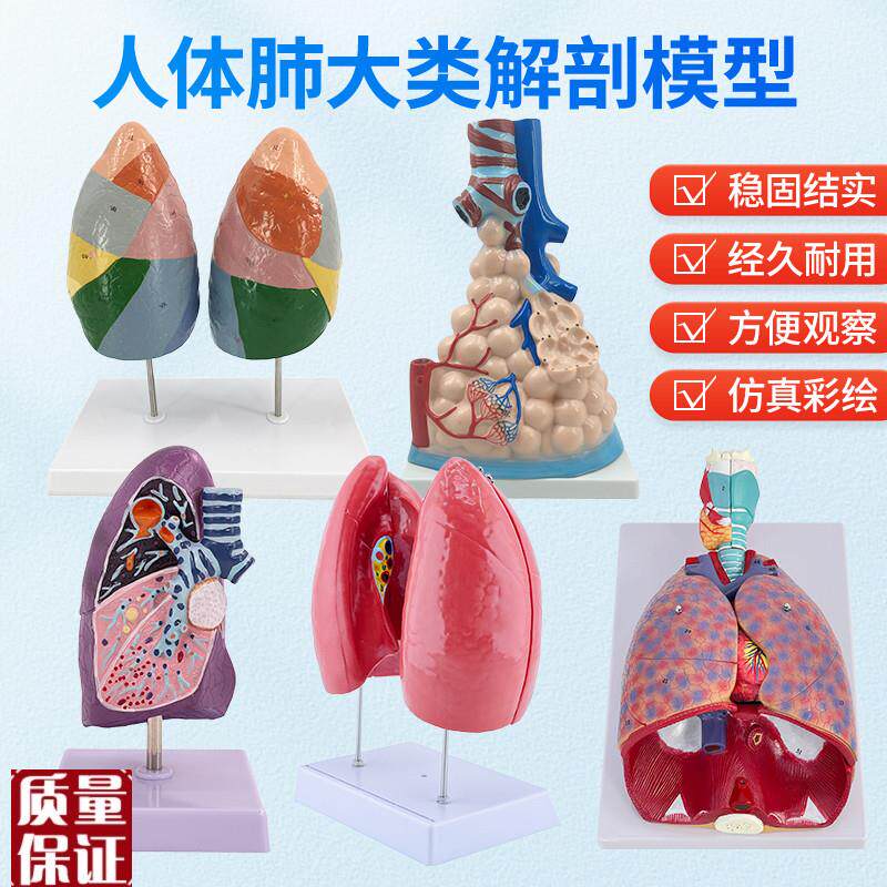 医用人体喉心肺呼吸系统肺部内脏解剖I胸外科模型病理肺健康肺