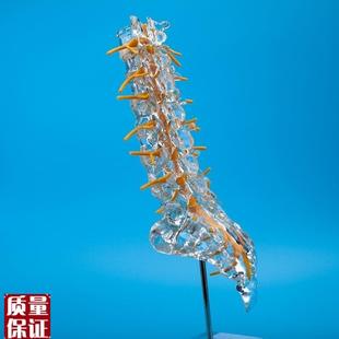 透明腰椎带尾骨椎间盘脊神经骶骨尾F椎骨脊椎脊柱教学角川现货特