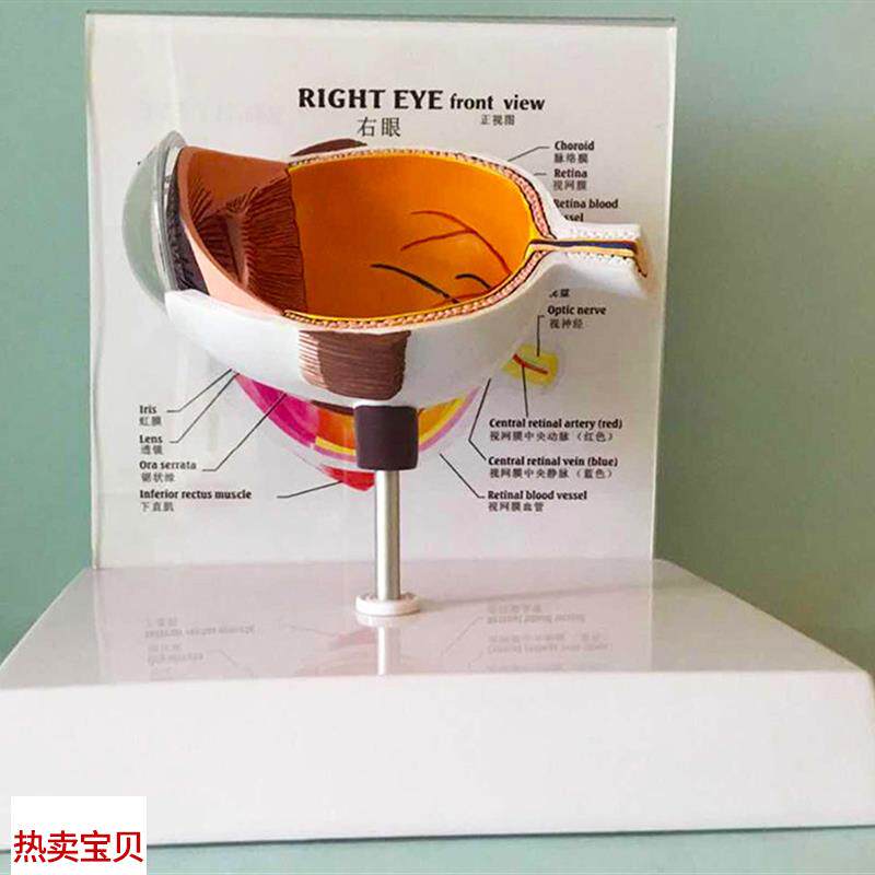 眼睛模型晶片虹膜l器官解剖人体教学教仪医用医学教学教具包邮