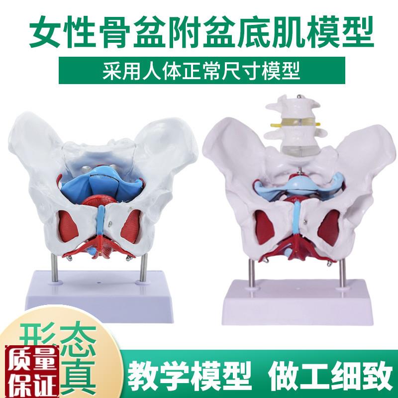 产后恢复中心产康班培训女性骨盆示范模K型盆底肌耻骨骶髂关节可