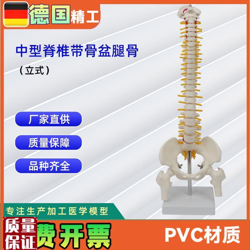 中型脊椎带骨盆腿u骨模型立式人体脊椎教学模