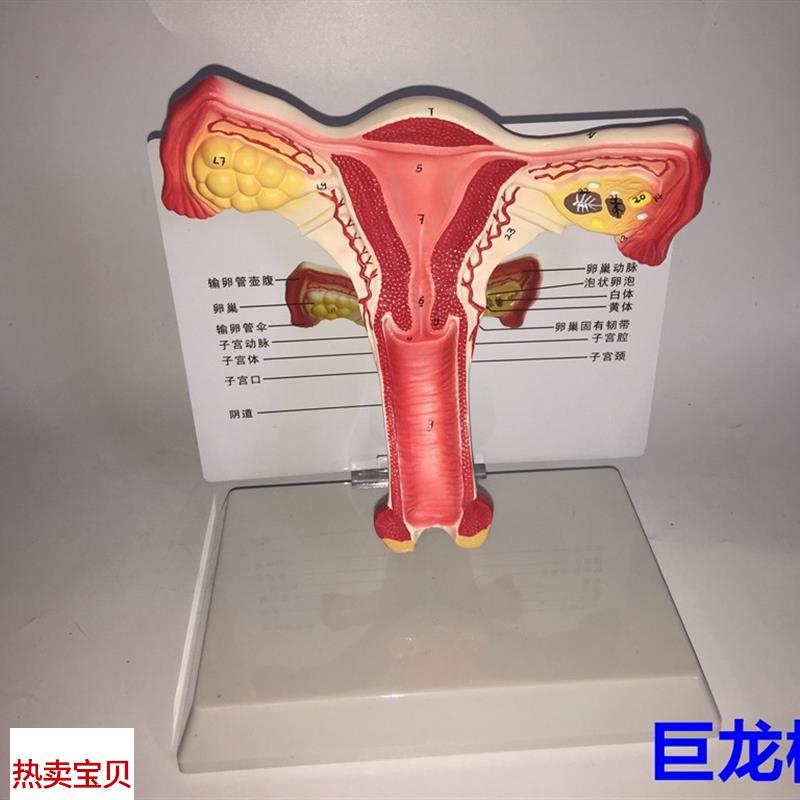教学仿真子d宫模型女性内生殖系统器官解剖模型生殖结构模型带注