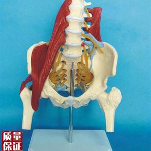 人体女性腰d椎带肌肉骨骼模型盆骨骨架骶骨产妇盆底肌修复演