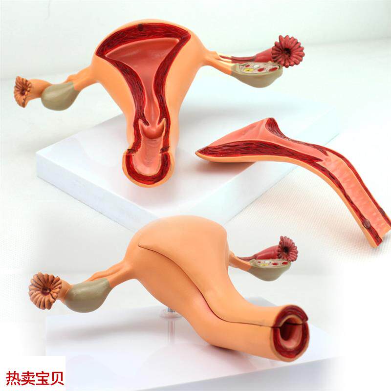 颐诺正品医用女性内生殖器官解B剖模型子宫卵巢生殖结构妇科模型