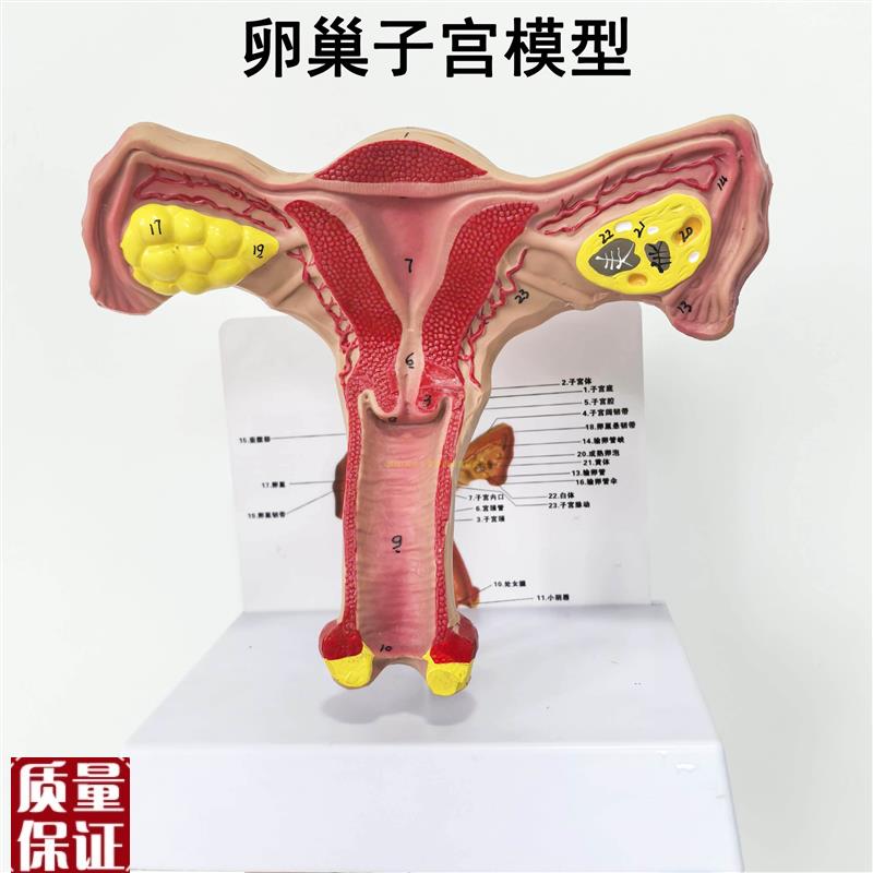 人体子宫卵巢阴道女性内t外生殖器官解剖模型生殖科妇科演示模