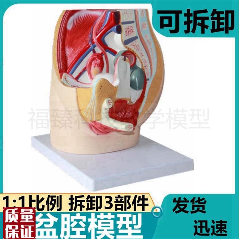 女盆腔模型可拆卸盆底肌产后修复腹腔G器官生殖妇产科医家政培训